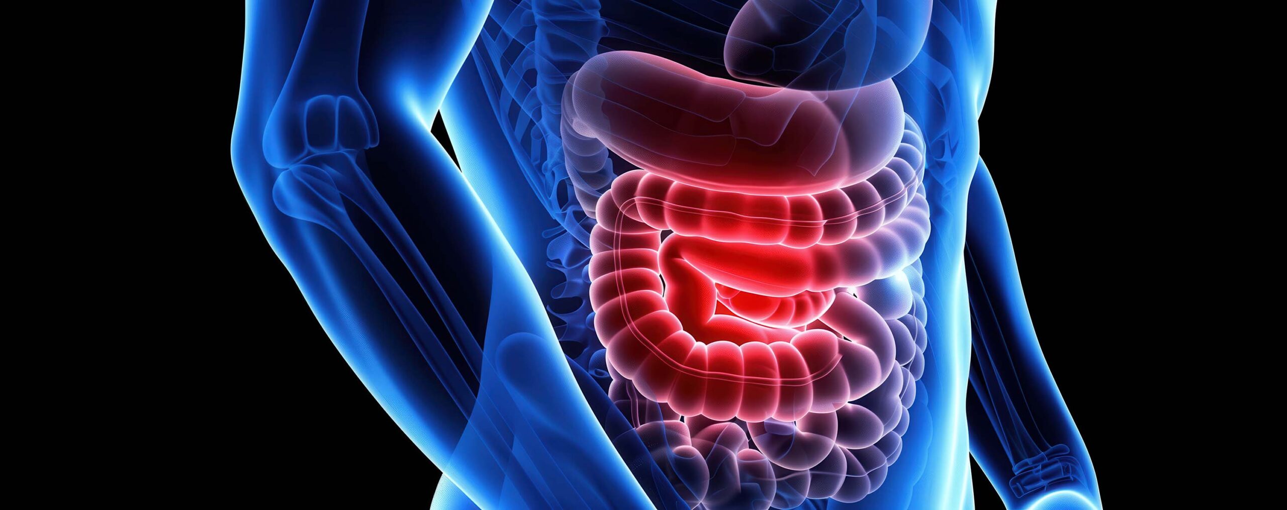 Digital illustration of the human intestine highlighting gastrointestinal health, showcasing anatomy details and internal organ structure.